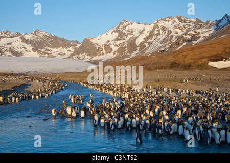 Le Roi des pingouins dans l'avant de la cuire Glacier à St Andrew's Bay St, Géorgie Banque D'Images