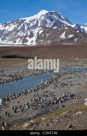 Ligne de manchots royaux le ruisseau glaciaire au St Andrews Bay, South Georgia Island Banque D'Images