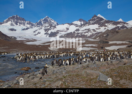 Ligne de manchots royaux un ruisseau glaciaire au St Andrews Bay, South Georgia Island Banque D'Images