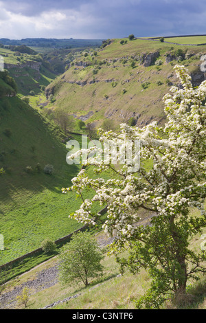 Lathkill Dale en été avec l'aubépine en fleur, Peak District, Derbyshire, Angleterre, RU Banque D'Images