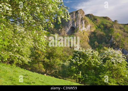 Thor's Cave avec arbres d'aubépine en fleurs, vallée du collecteur, Staffordshire Moorlands, Peak District National Park, Angleterre Royaume-uni Banque D'Images