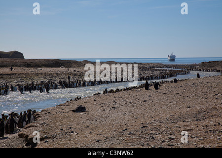 Ligne de manchots royaux le ruisseau glaciaire en marche vers la mer à St Andrews Bay, South Georgia Island Banque D'Images