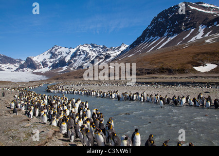 Des centaines de manchots royaux line le ruisseau glaciaire au St Andrews Bay, South Georgia Island Banque D'Images