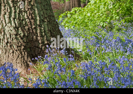 Jacinthes des bois en commun, Clumber Park, Nottinghamshire. Banque D'Images