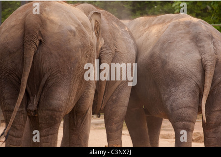 L'arrière de 3 éléphants femelles Banque D'Images