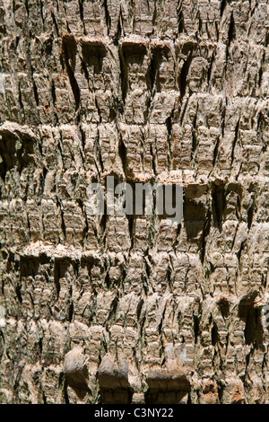 La texture de l'écorce gros plan d'une tronc d'arbre épineux. Banque D'Images