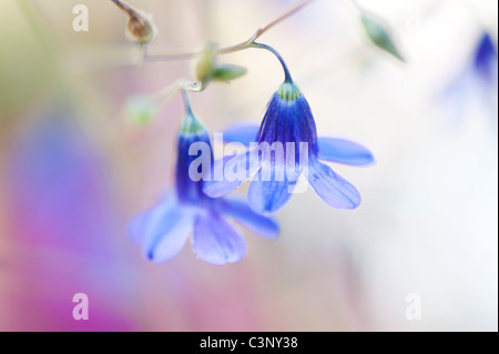 Conanthera Campanulata. Fleurs sauvages du Chili Banque D'Images