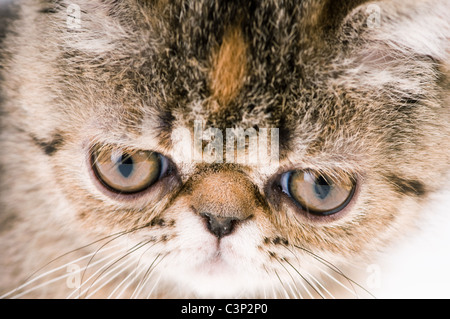 Gros plan de tir chaton duveteux rayé Banque D'Images