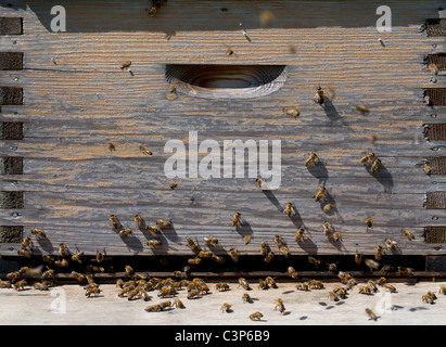 Apis mellifera - les abeilles et la ruche Banque D'Images