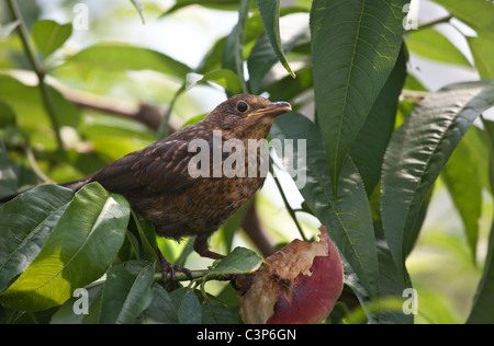 Manger des fruits néflier Blackbird pour mineurs dans un arbre Banque D'Images