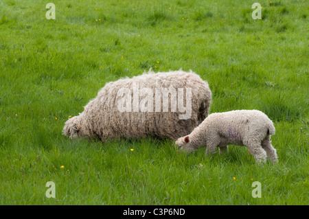 Tête en bas - Cotswold ( Lion ) / brebis mouton et agneau - pâturage dans l'herbe haute. Cotswolds, Royaume-Uni Banque D'Images