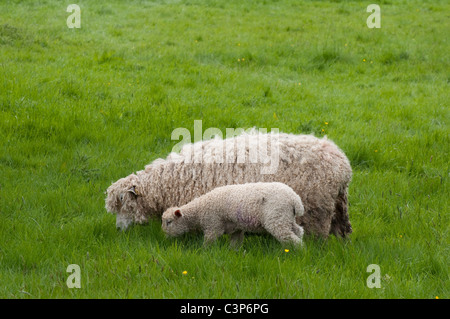 Cotswold ( Lion ) / brebis mouton et agneau - pâturage dans l'herbe haute. Cotswolds, Royaume-Uni Banque D'Images