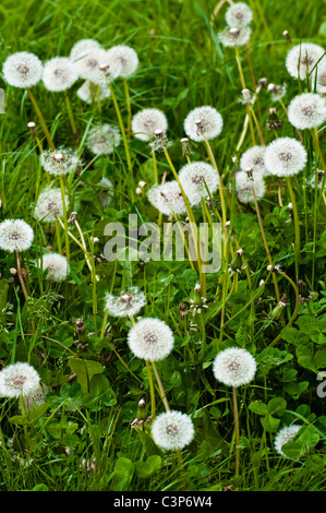 Graines de pissenlit. UK. Banque D'Images