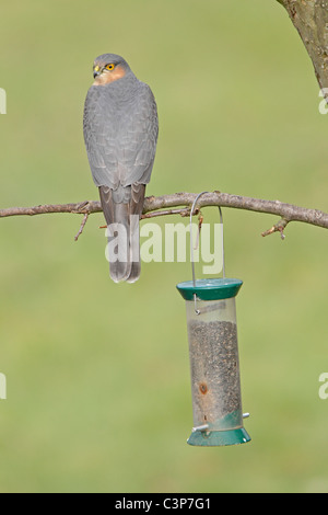 Eurasienne mâle fauve perché sur une branche près d'une mangeoire de jardin Banque D'Images