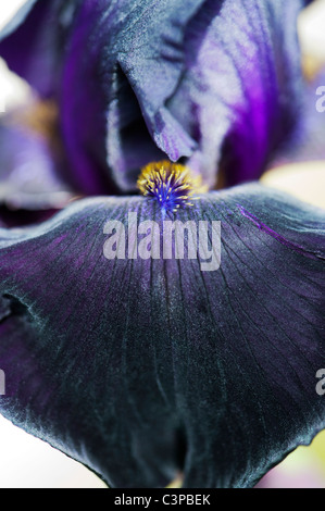 Tall Bearded Iris 'Interpol' Fleur Banque D'Images