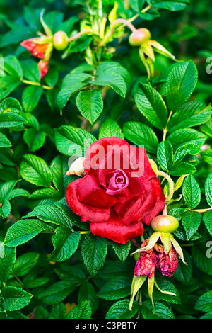 Trouver dans la brousse de fleurs artificielles fleurs rose rouge Banque D'Images