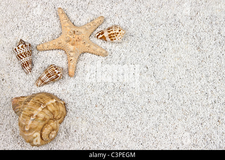Un seastar et plusieurs obus dans le sable blanc Banque D'Images