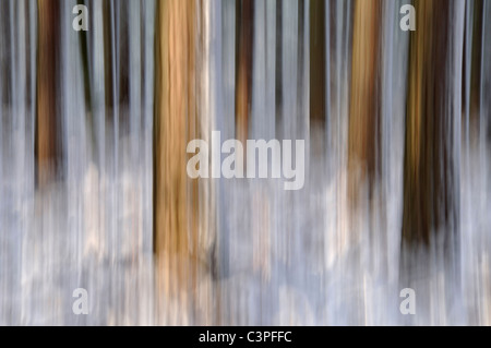 Arbres enneigés, Bow Brickhill, Angleterre (mouvement de caméra) flou intentionnel Banque D'Images