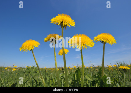 Allemagne, Bavière, fleurs de pissenlit (Taraxacum officinale) Banque D'Images