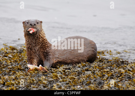 La loutre de rivière se nourrissant de poissons morue-Victoria, Colombie-Britannique, Canada. Banque D'Images