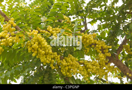 Star fruits Groseille Banque D'Images