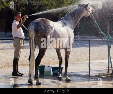 L'être lavé au jet après l'exercice à l'écuries, Hipodromo Mijas-Costa, la province de Malaga, Costa del Sol, Espagne. Banque D'Images