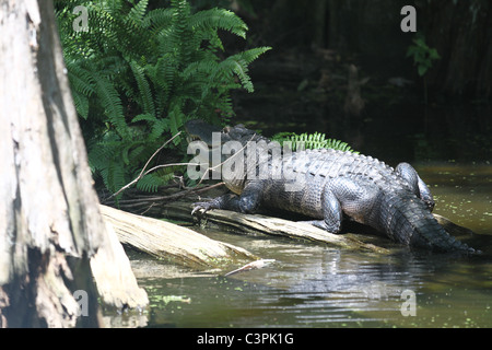 Au soleil d'alligator Banque D'Images