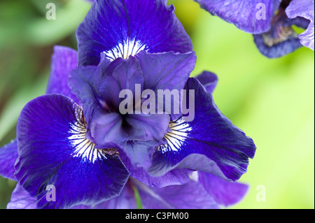 Iris sibirica, 'Shirley Pape'. Iris de Sibérie Banque D'Images