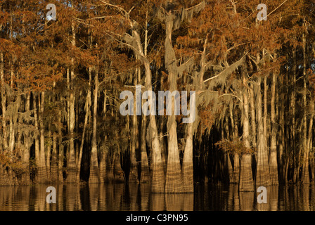 Cyprès - Lac Herderson, Butte La Rose, bassin Atchafalaya, Louisiane Banque D'Images