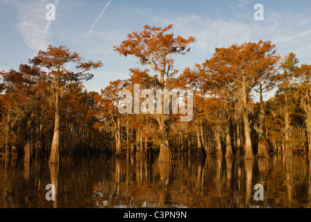 Cyprès - Lac Herderson, Butte La Rose, bassin Atchafalaya, Louisiane Banque D'Images