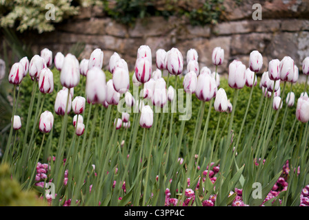 Blanc bébé Rose jardin Tulips debout mince de hauteur Banque D'Images