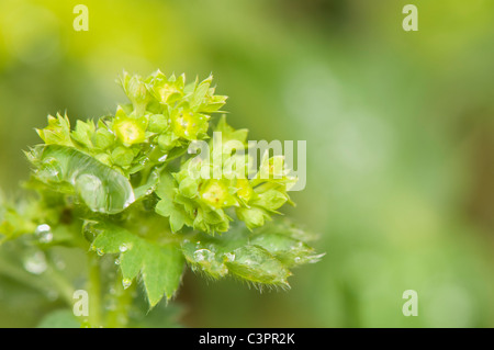 Alchemilla Banque D'Images