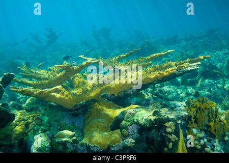 Un stand de Elkhorn Coral (Acropora palmata) sur un récif peu profond à Cuba. Banque D'Images