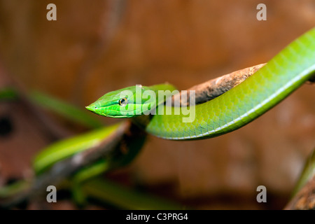 Un serpent de vigne verte (Oxybelis fulgidus) au Costa Rica. Banque D'Images