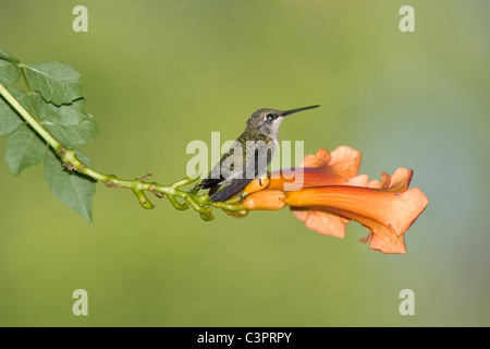 Un tout petit oiseau, l'Ruby-Throated Femme Colibri sur une trompette Orange Lily avec un fond vert, Archilochus colubris Banque D'Images