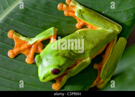 Une grenouille arboricole aux yeux rouges (agalychnis callidryas) repose sur une feuille au Costa Rica. Banque D'Images