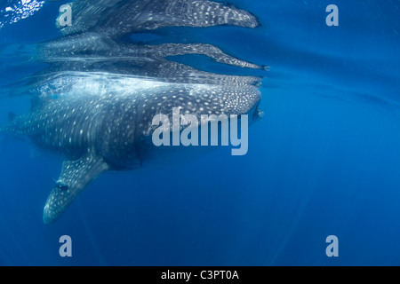 Weda d'un requin-baleine dans la tête de Holbox, Mexique. Banque D'Images