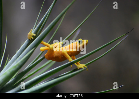 Une grenouille d'or du Panama Trouver un intéressant pose, Atelopus zeteki, la variété jaune Tous Banque D'Images