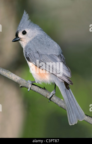 Un mignon petit oiseau, la Mésange qui pose de profil avec cimier étendu, Parus bicolor Banque D'Images