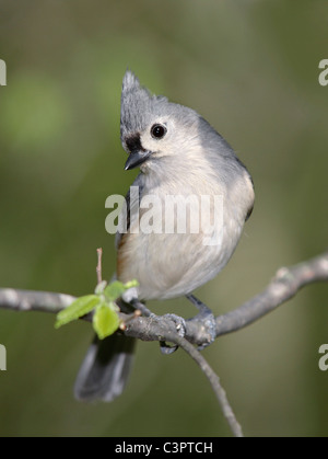 Un petit oiseau mignon, la Mésange bicolore frappant un curieux pose, Parus bicolor Banque D'Images