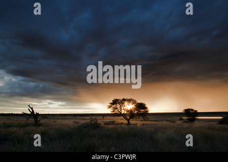 L'Afrique, Botswana, Mabuasehube, voir l'arbre d'acacia Banque D'Images