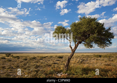 L'Afrique, Botswana, Mabuasehube, voir l'arbre d'acacia Banque D'Images