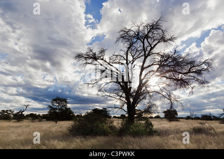 L'Afrique, Botswana, Mabuasehube, voir l'arbre d'acacia Banque D'Images