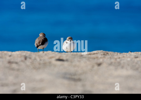 Western Snowy siffleur se faisant face sur Carmel River Beach Banque D'Images