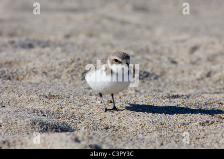 Seul l'ouest de la rivière Snowy Plover sur Carmel Beach, Californie Banque D'Images