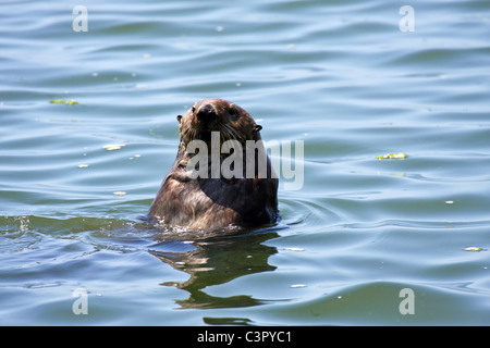 Loutre de mer (Enhydra lutris) - Moss Landing, California, Elkhorn Slough , Réserve National Estuarine Research Banque D'Images