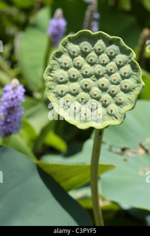 Fleur de Lotus Seed en orientation verticale Banque D'Images