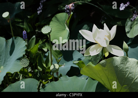 Fleur de Lotus avec les graines et les feuilles vert Banque D'Images