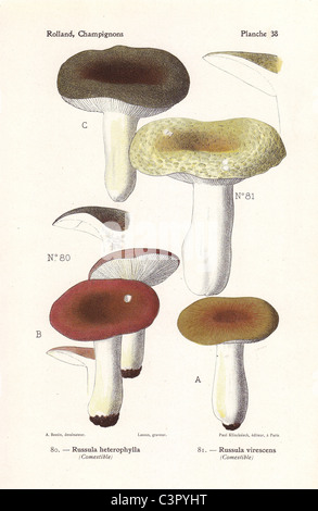 Les champignons comestibles : grasse brittlegill vert Russula heterophylla, vert brittlegill Russula virescens. Banque D'Images