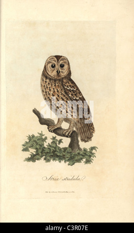 Fauve ou Brown Owl Strix, stridula, Strix Aluco enr. Banque D'Images
